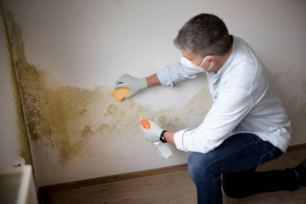 Best Attic Mold Removal  in Lodi, OH
