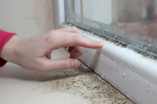 Best Mold Damage Restoration  in Lodi, OH