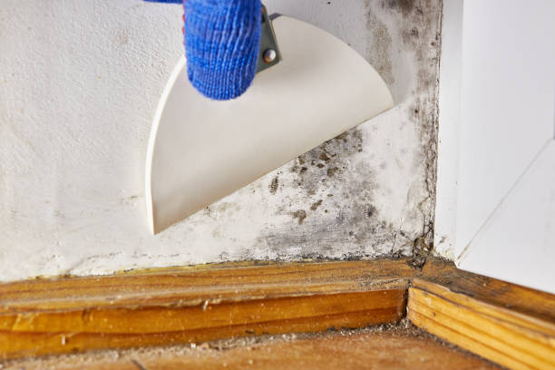 Best Mold Removal for HVAC Installations  in Lodi, OH