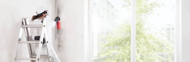 Mold Remediation for Rental Properties in Lodi, OH